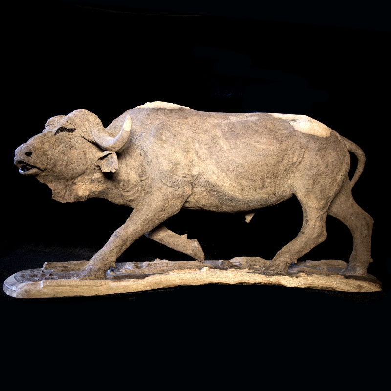 Suspicious Buffalo