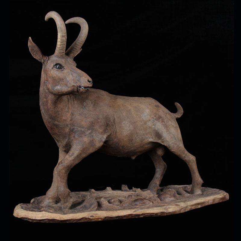 mountain goat
